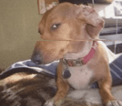 cachorro em duvida, desconfiado