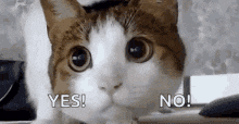 Gatinho em dúvida de sim ou não
